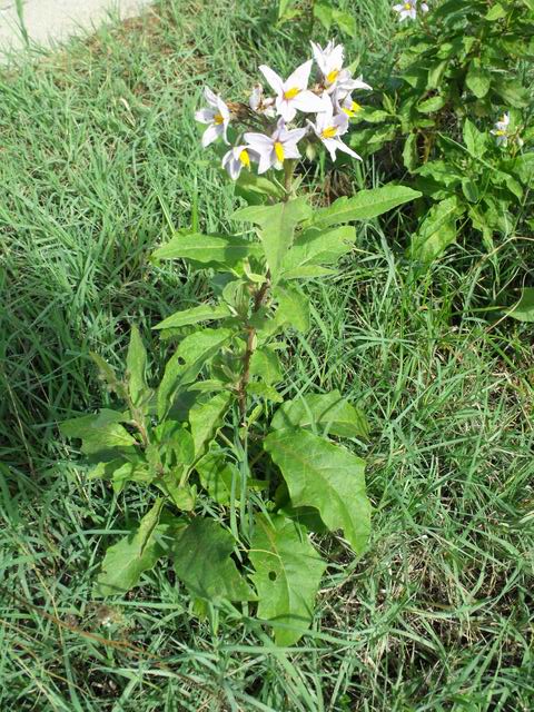 Solanum bonariense / Morella di Buenos Ayres